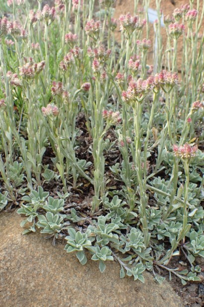 Антеннарія негіллясті опушені стебла